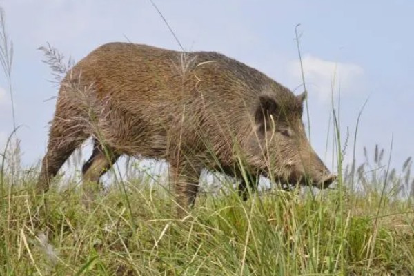 野猪的外貌特征,身上有纵向的深褐色的条纹
