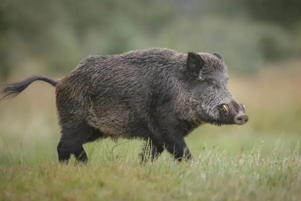 野猪的外貌特征,身上有纵向的深褐色的条纹