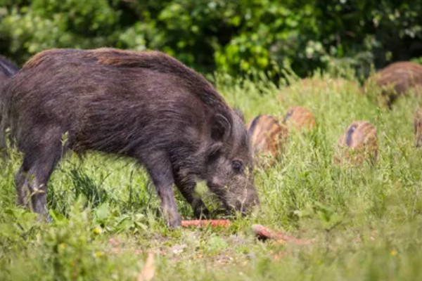 野猪的外貌特征,身上有纵向的深褐色的条纹