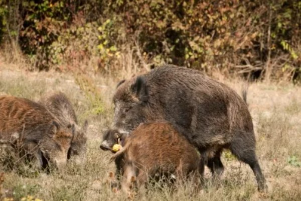 野猪的外貌特征,身上有纵向的深褐色的条纹