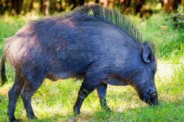 野猪的外貌特征,身上有纵向的深褐色的条纹