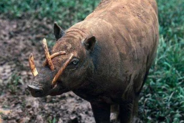 野猪的外貌特征,身上有纵向的深褐色的条纹