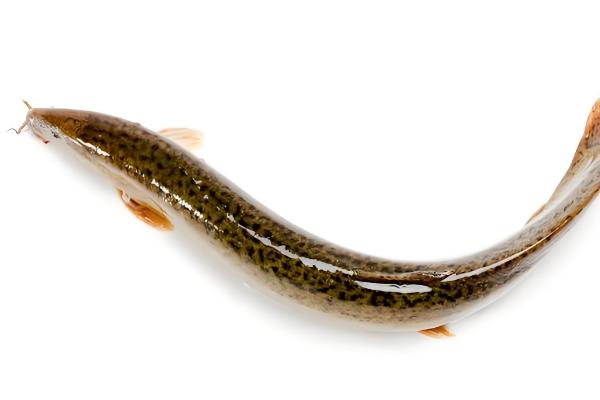 地图鱼喂什么食物长得快，可以喂牛心、泥鳅等