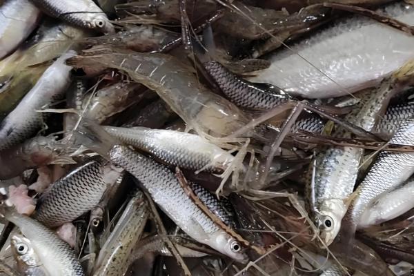 地图鱼喂什么食物长得快，可以喂牛心、泥鳅等