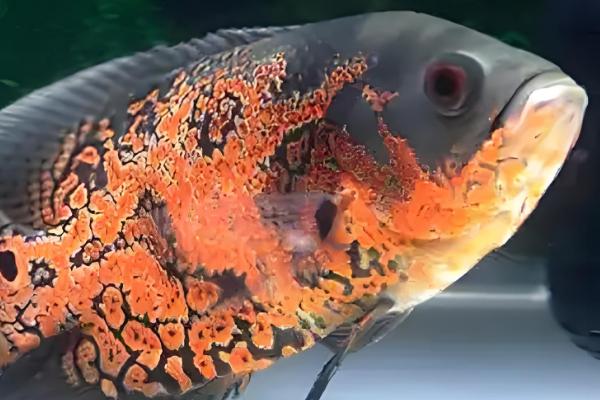 地图鱼喂什么食物长得快，可以喂牛心、泥鳅等