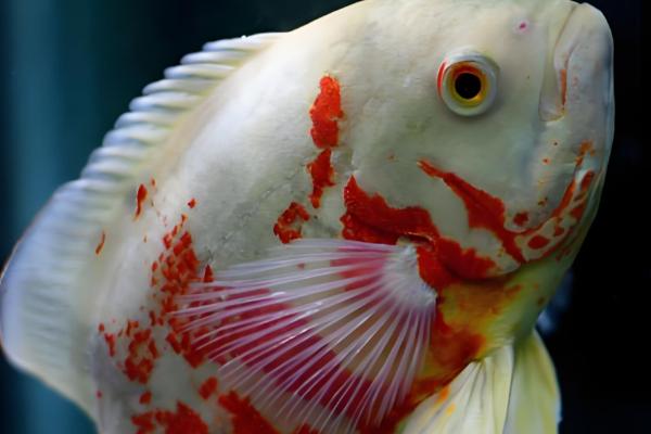 地图鱼喂什么食物长得快，可以喂牛心、泥鳅等