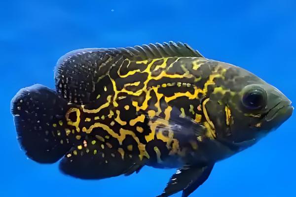 地图鱼喂什么食物长得快，可以喂牛心、泥鳅等