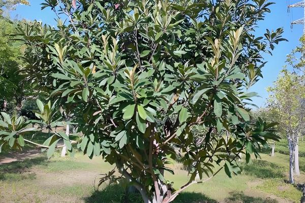 枇杷树对风水有哪些作用，有利于保佑家宅等