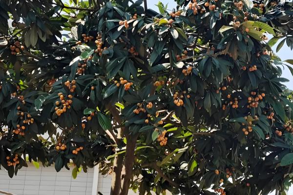 枇杷树对风水有哪些作用，有利于保佑家宅等