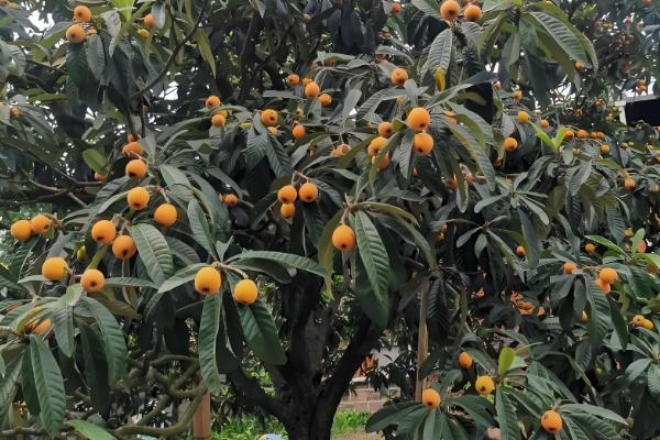 枇杷树对风水有哪些作用，有利于保佑家宅等