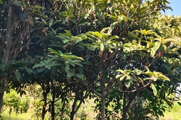 枇杷树对风水有哪些作用，有利于保佑家宅等