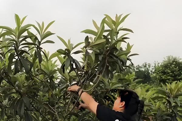 枇杷树对风水有哪些作用，有利于保佑家宅等