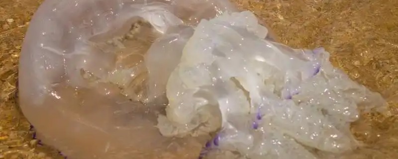 海蜇吃什么，以水中的一些生物为食