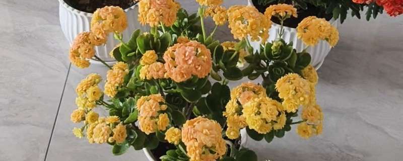 长寿花叶片软塌怎么办，缺少光照时每天至少让它晒光5小时