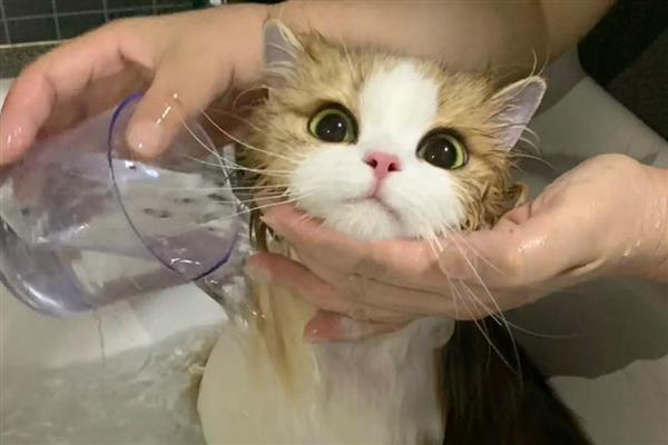 猫毛囊炎的治疗方式,可以用肥皂清洗