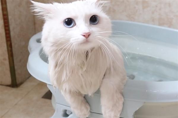 猫毛囊炎的治疗方式,可以用肥皂清洗