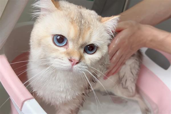 猫毛囊炎的治疗方式,可以用肥皂清洗