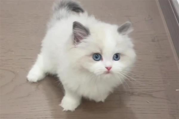 猫毛囊炎的治疗方式,可以用肥皂清洗