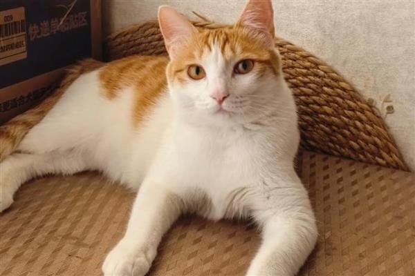 猫毛囊炎的治疗方式,可以用肥皂清洗