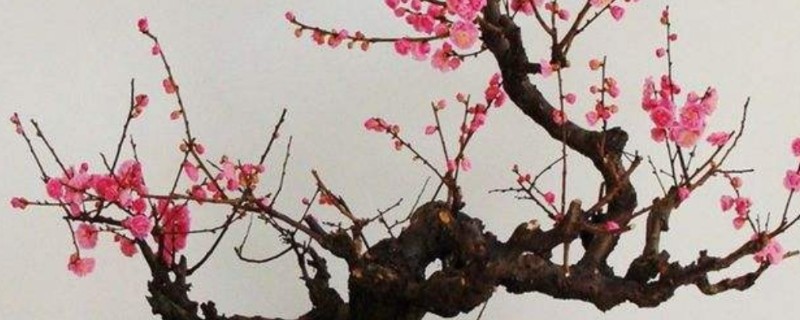 梅花的养殖要点，合理的浇水以及施肥必须掌握