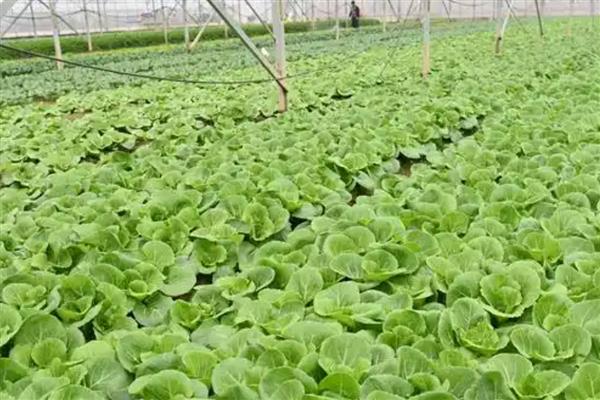 怎样用生态措施防治蔬菜病害,采收之后要做好清园工作