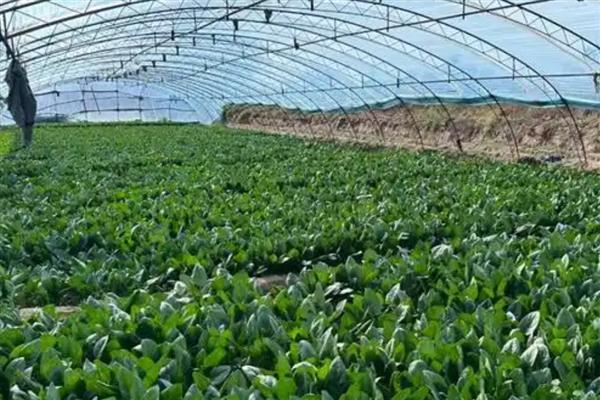 怎样用生态措施防治蔬菜病害,采收之后要做好清园工作