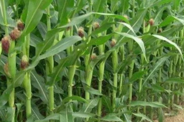 鲁单818玉米种简介,生育期103.6天