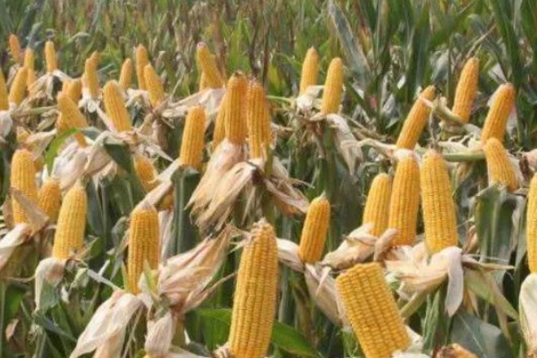 鲁单818玉米种简介,生育期103.6天