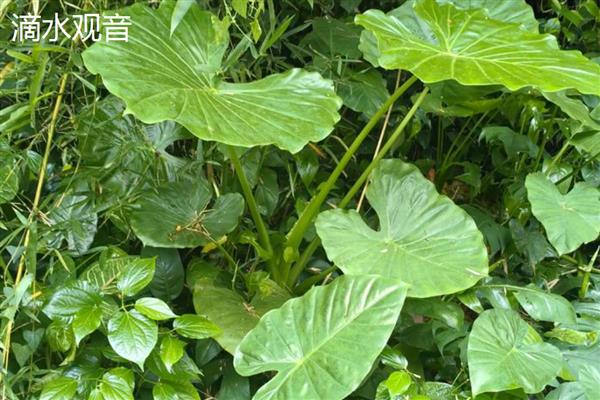 芋头叶子发黄干枯的原因，可能是光照不足所致