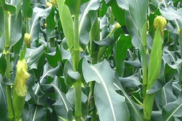 鲁单818玉米种简介,生育期103.6天