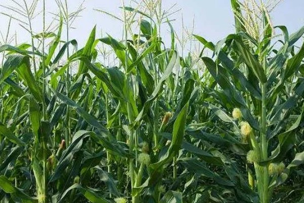 鲁单818玉米种简介,生育期103.6天