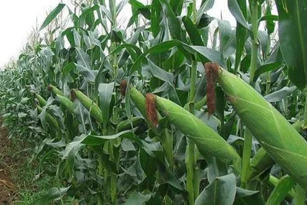 鲁单818玉米种简介,生育期103.6天