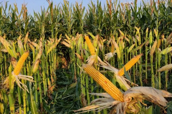 鲁单818玉米种简介,生育期103.6天