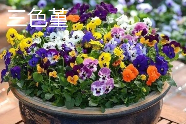 秋季适合种植的花草，有三色堇、风铃草等