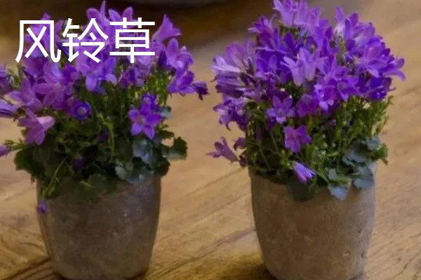秋季适合种植的花草，有三色堇、风铃草等