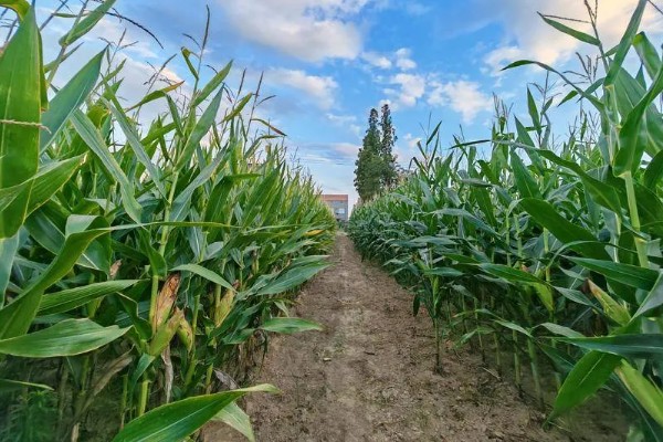 鲁单818玉米种简介,生育期103.6天