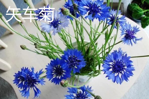 秋季适合种植的花草，有三色堇、风铃草等