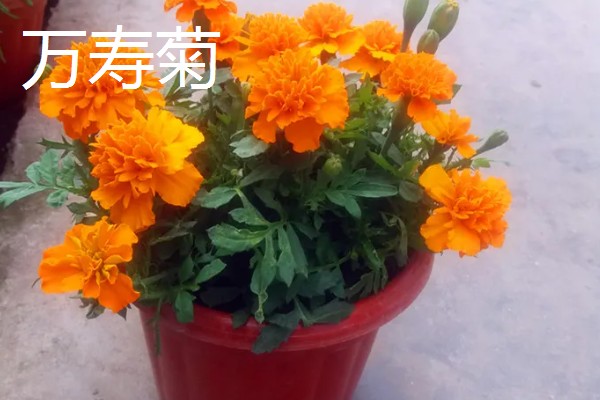 秋季适合种植的花草，有三色堇、风铃草等