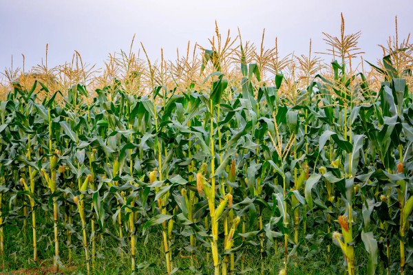 鲁单818玉米种简介,生育期103.6天