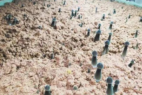 鸡枞菌的种植栽培技术,要把植株菌丝接种到菌袋上