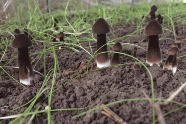 鸡枞菌的种植栽培技术,要把植株菌丝接种到菌袋上
