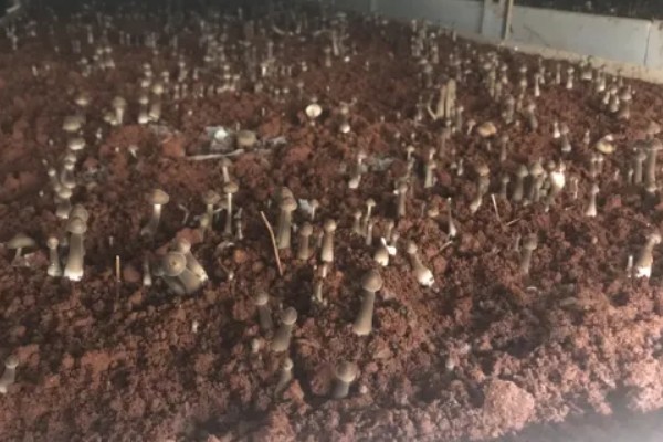 鸡枞菌的种植栽培技术,要把植株菌丝接种到菌袋上