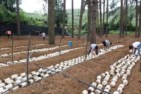 鸡枞菌的种植栽培技术,要把植株菌丝接种到菌袋上