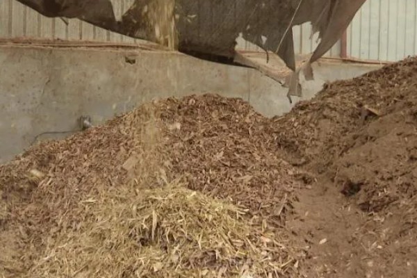 鸡枞菌的种植栽培技术,要把植株菌丝接种到菌袋上