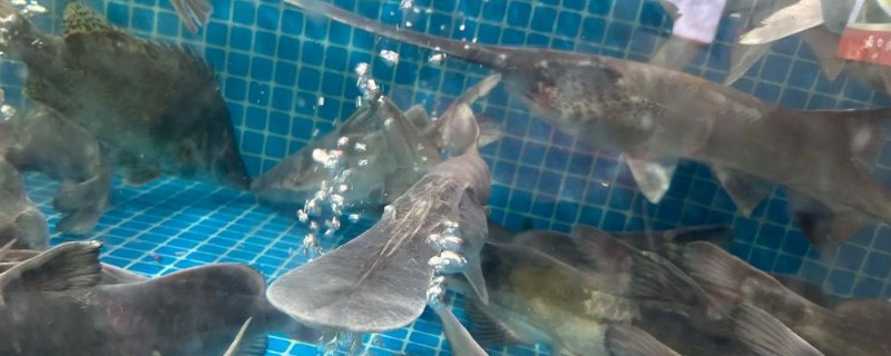 养殖鸭嘴鱼有哪些注意事项，可与草鱼、鲤鱼等鱼类混合喂养