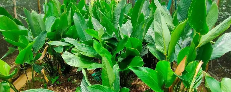 粽子叶成本高吗，粽子叶成本不高