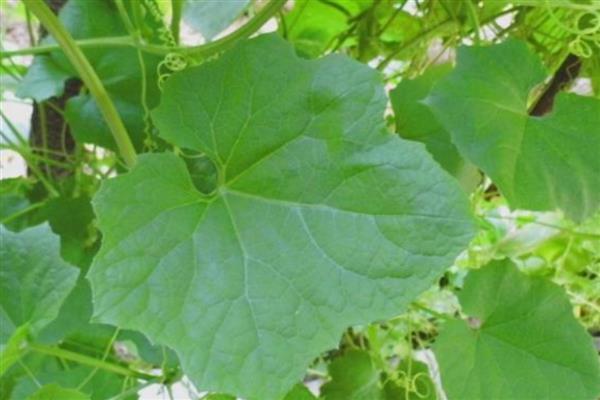 被毛辣子蛰到怎么处理,一定要及时取出毒毛