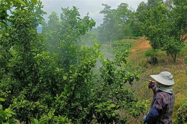 被毛辣子蛰到怎么处理,一定要及时取出毒毛