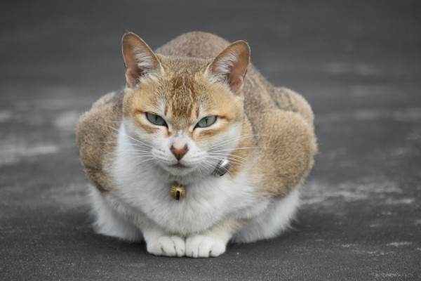 家猫的寿命，通常在15年左右