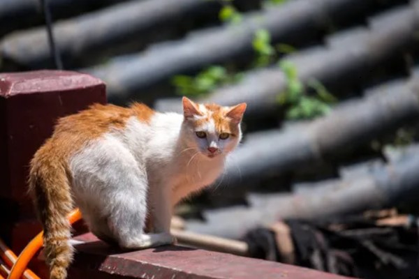 家猫的寿命，通常在15年左右